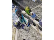 parakeet – 41