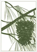 EN 7014 Pine Notecards