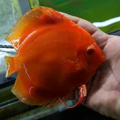 Albino Super Red Melon Discus