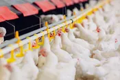 Agralink Poultry Alarm System