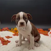 Boston Terrier