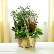 Mindful Blessings Dishgarden
