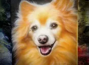 Dog Portrait