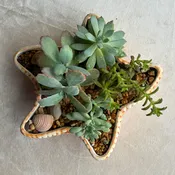 Starfish Succulent Garden