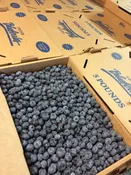 Pre-Order 5lb Box of Blueberries for Pickup