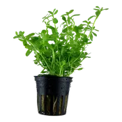 Bacopa monnieri 'Compact' - Pot