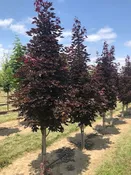 Acer platanoides ‘Crimson Sentry’ – Crimson Sentry Maple
