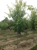 Acer saccharum ‘Green Mountain’ – Green Mountain® Sugar Maple