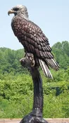 Bronze Bald Eagle Sitting on Tree Branch