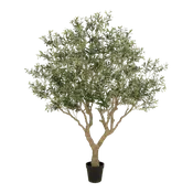 8' Wide Olive Tree