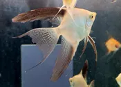 Bulgarian Seal Point Veil Angelfish