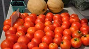 Tomatoes 1 lb. - Way Farms — Chillicothe Farmers Market