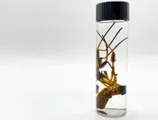 Orb Weaver Wet Specimen — Rest in Pieces