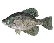 Black Crappie