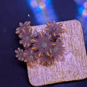 Fireworks Clove