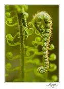 Uncurling Sword Fern
