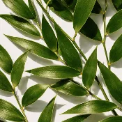 Australian Tea Tree Essential Oil