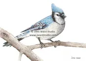 Blue Jay