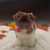 Havanese