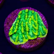 JF Limelight Hydnophora #2