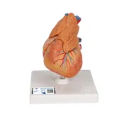 Classic Heart with Thymus