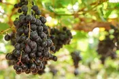 Bluebell Grape Vine – 1-Year Bare Root Grape Plant – Early Concord-Type Sweet Blue Grape – Extra Cold Hardy & Vigorous – From Hand Picked Nursery