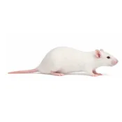Medium Rats