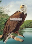 Bald Eagle
