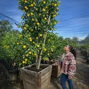 Euerka Lemon Tree For Sale–Southern Cali Delivery- 15, 24, 36 Gallon - Standard