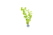 Bacopa