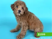 Miniature Poodle – 15169