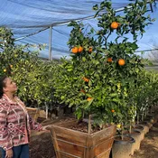 Cara Cara Orange Tree For Sale-Southern Cali Delivery– 15, 24, 36, 48 Gallon - Standard