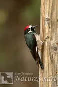 Acorn Woodpecker male Tekiela TEK3496