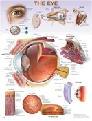 Anatomical Eye Poster