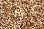 16% Low Carb Pigeon Feed (Leach Grain & Milling) No Corn Pigeon Feed Mix