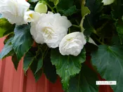 Begonia - White - Hanging Basket