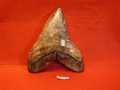 4 13/16″ Megalodon Tooth / Shark Tooth