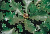Bur Oak (Quercus macrocarpa)