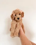 Reservation Deposit — Midwest Puppy