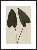 Growth in Green 1