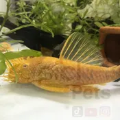 Albino Bushynose Pleco