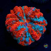 Fire and Ice Acanthophyllia