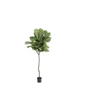 7.5' Fiddle Leaf Fig Tree w/62 Leaves