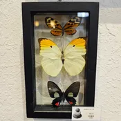 Butterfly (3)