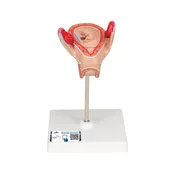 3B 2nd Month Embryo