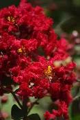 Crape Myrtle, Dynamite
