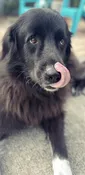 Contest - Chewy-Kendall