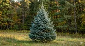 Black Hills Spruce