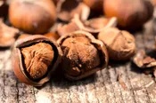 Organic Hazelnuts in Shell (Raw, Unpasteurized)