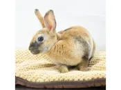 Assorted Baby Rabbits – 18653